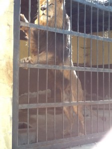 LION ( no TIGERS) in AFRICA