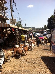 GOAT CROSSING