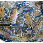 BLUE LOBSTER LEGS