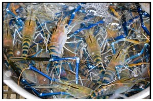 BLUE LOBSTER LEGS
