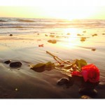 ROSES for KELLI