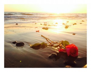 ROSES for KELLI